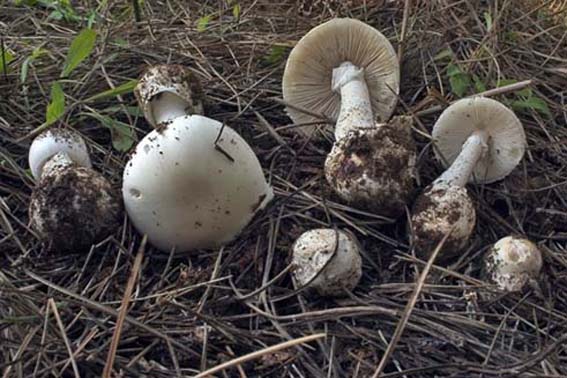 Da discutere, se vi va